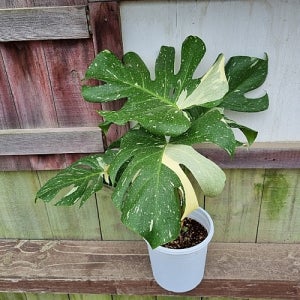 하와이꽃집  무늬몬스테라 대품  O1  동일상품발송 꽃 나무 공기정화식물