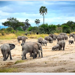 휴양 가족여행 모두투어 아프리카 코스 잠비아패키지여행 인천출발
