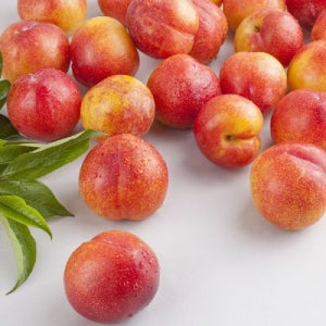 국내산 하우스 자두 대과 1.5kg 20-35과