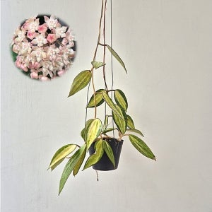 무늬 피움뜰 호야 마크로필라 바리에가타 팟오브골드 수입호야 행잉식물 꽃 나무 공기정화식물