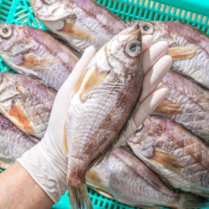 담백하고 도톰한 반건조 볼락!
