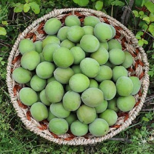 고흥 산지직송 청매실 10kg (대-특 매실청용)