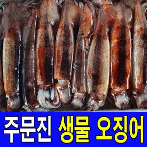 국내산 주문진 비손질 생물 오징어 통오징어 통찜용 10마리 당일조업 산지직송