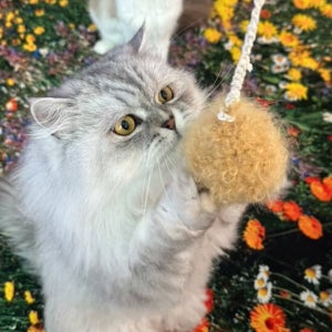 사냥 본능 자극 🐾 천연소재 냥냥볼 고양이 장난감, 오마이돌