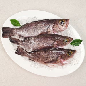 미식가가 찾는 자연산 별미 남해 손질 볼락 1kg(4~6미)