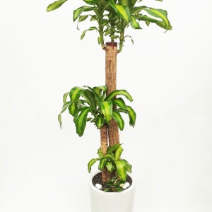 관엽식물 개업화분 공기정화식물 화분배달 천사꽃배달 산세베리아 금전수 해피트리 당일배송 개업축하선물 대형화분 뱅갈고무나무 부산꽃집 대구 대전 울산 행운목 (분갈이)