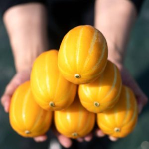 [산지직송] 명인 정주식 40년 전통 성주 용암 참외 가정용 3kg