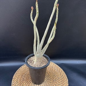 석화 사막의장미 오베숨 미니바오밥 아프리카식물 반려식물