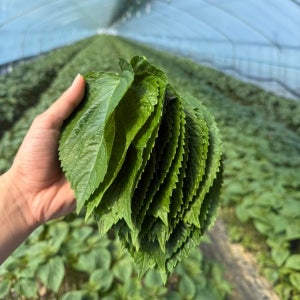 [최저가 보장] 밀양에서 갓 따온 향긋한 깻잎!!