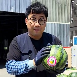 [오렌지씨 생산자]  논산 스테비아 수박 스테비아농법 인증완료