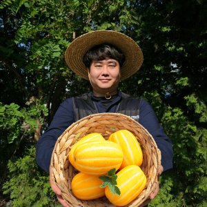 [근기네] 성주 경북참외 고당도 꿀참외