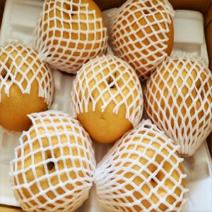 [전남 나주 이광운] 가정용 나주 신고배 3kg,5kg,7.5kg,15kg
