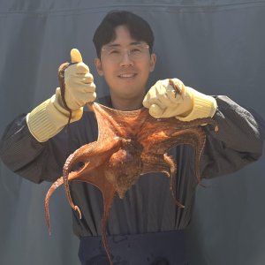 [경남 통영 이도경] 싱싱한 산지직송 통영 돌문어
