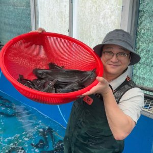 [경남 하동 추호진] 깨끗하게 손질된 메기1kg