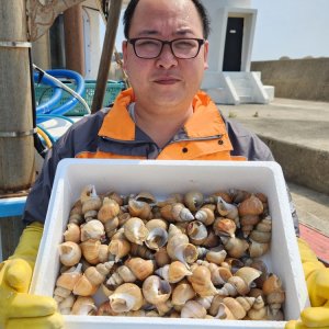 [경북 포항 이재룡] 직접잡은 갓바리 구룡포 생물 100% 백고동(백골뱅이)