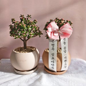 기쁜소식 은행목 핑크아악무🌷 달항아리🌕️ 토분 세트, 고미플라워