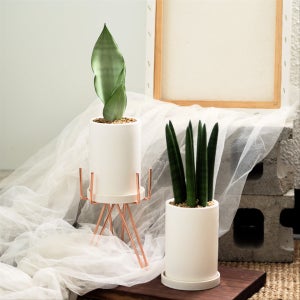 키우기 쉬운 문샤인 산세베리아,스투키 택1💙10*15, 고미플라워