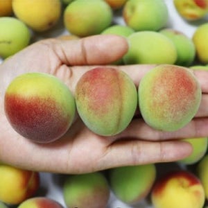 고흥 산지직송 홍매실 10kg (대-특대 매실청용)
