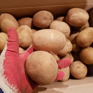 올해 첫 수확! 25년 햇 개진감자