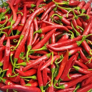 싱싱 국산 홍 청양 고추 500g 특 청양 홍고추 빨간고추 청량고추 붉은고추 땡초 고추 매