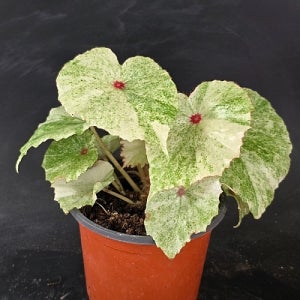 무늬 루즈베고니아 꽃 나무