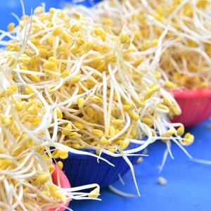 국내산 무농약 산소콩나물 1kg[1kg / 2kg / 3kg]