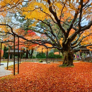 【계절 한정】야나가와×이토시마 절경 당일 여행｜뱃놀이 체험+메오토바위+시라사키 폭포/라이잔 센뇨지+다자이후