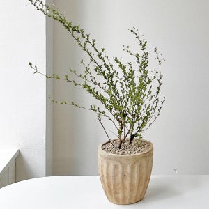 장미 조팝나무 꽃나무 중형 묘목 베트남토분, 숲속SOOPSOK