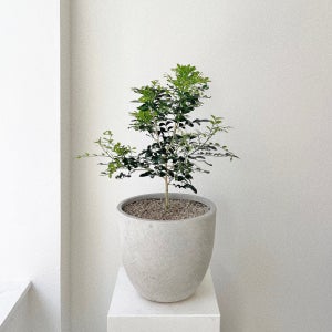 오렌지자스민 꽃 열매 중형 스톤라이트화분 개업화분, 숲속SOOPSOK