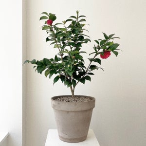 동백나무 중형 동백 꽃 화분 이태리토분, 숲속SOOPSOK