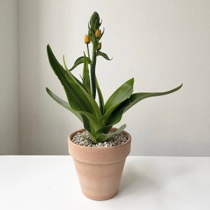 베들레헴 오소니갈룸 꽃 공기정화식물 이태리토분, 숲속SOOPSOK