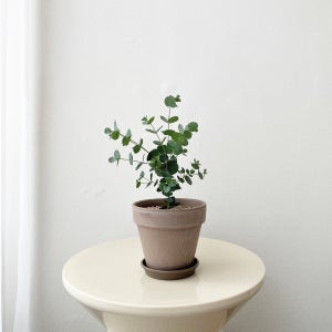 숲속 soopsok 유칼립투스 소형 화분 공기정화식물 , 숲속SOOPSOK