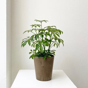홍콩야자 키우기쉬운 공기정화식물 아트스톤 화분, 숲속SOOPSOK