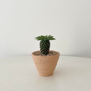 숲속 soopsok 파인애플선인장 괴마옥 다육이 선인장, 숲속SOOPSOK
