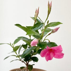 만데빌라 브라질자스민 동백자스민 꽃 덩굴식물 이태리토분, 숲속SOOPSOK