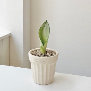 산세베리아 문샤인 키우기쉬운 공기정화식물 로자리안 토분, 숲속SOOPSOK