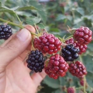 새콤달콤 건강을 챙기는! 정읍 햇 슈퍼복분자