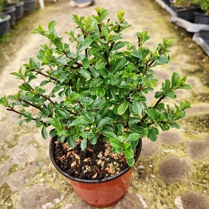 장수매화 018 분재 나무