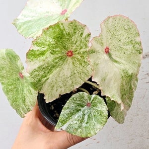 무늬루즈 베고니아   꽃 나무