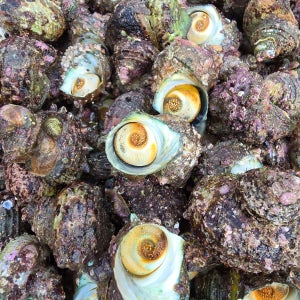 바로 손질해 급랭한 자숙 뿔소라 300g (18~24마리)