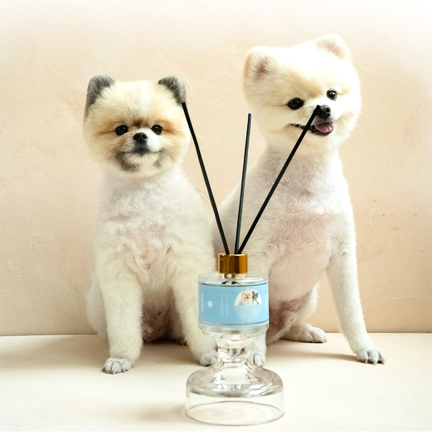 KCL 강아지디퓨저 강아지방향제 반려동물 펫디퓨저 스트레스 해소 차량용 1개