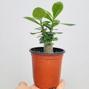 석화 아데니움 미니바오밥나무 수형 좋아요 뿌리깊은나무 상점 실내 화분 공기정화식물