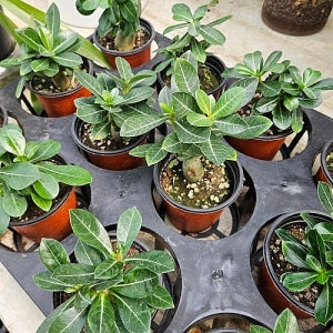 다육 선인장 실내식물 석화 미니바오밥나무 소품 실내 화분 공기정화식물