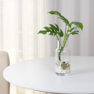 히메몬스테라 수경재배 식물인테리어 유리화병포함, 이케루가든