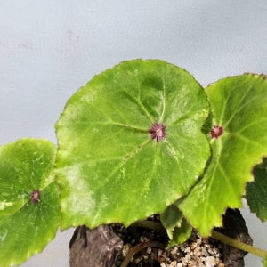 연잎베고니아 무늬베고니아 4번 꽃 나무