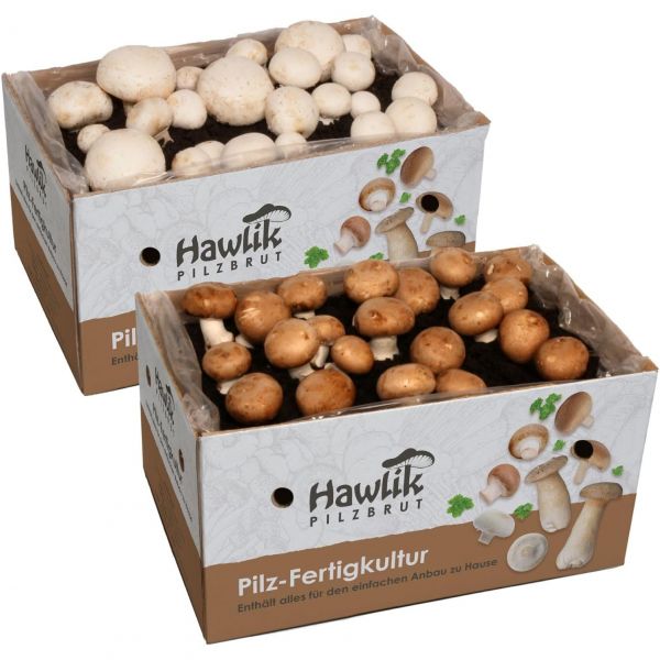 하윌릭 <b>버섯</b> 배양액 2개 세트 작은 <b>혼합물</b> 쉽게 재배할 수 있는 재배 체험용 흰 <b>버섯</b>과 석