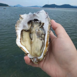 통영에서 온 대왕 바위굴 삼배체굴