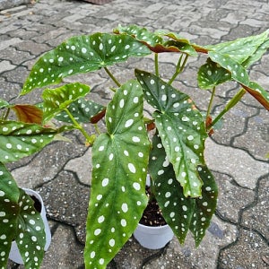 하와이꽃집  물방울무늬 머큐리티 머큐라타 베고니아 중품 꽃 나무