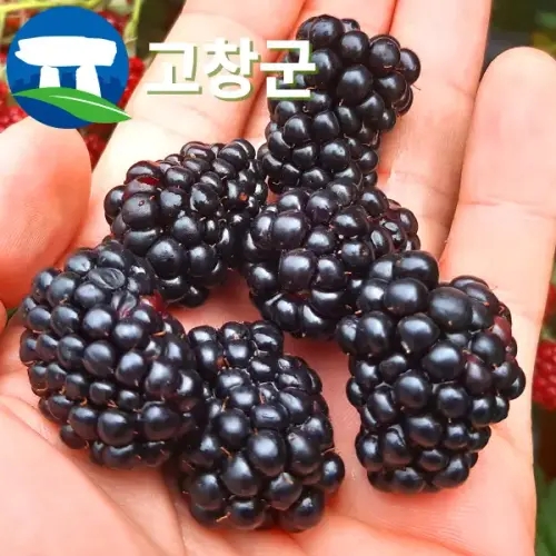 고창 <b>복분자</b> 블랙베리 특품 1kg / 생과 급냉 햇 슈퍼<b>복분자</b>