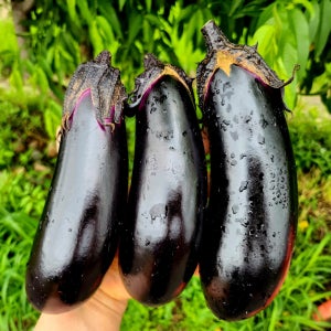 보랏빛 여주산 축양 가지 산지직송 1kg 7,900원, 국보아